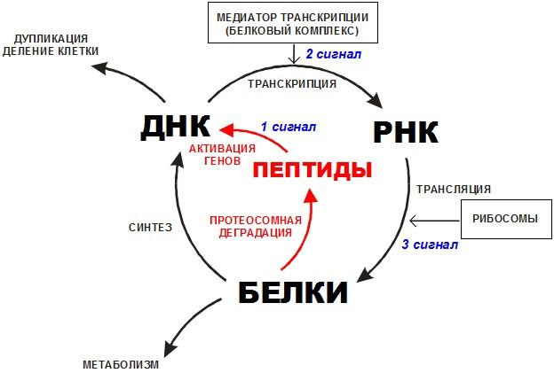 Как работают пептиды